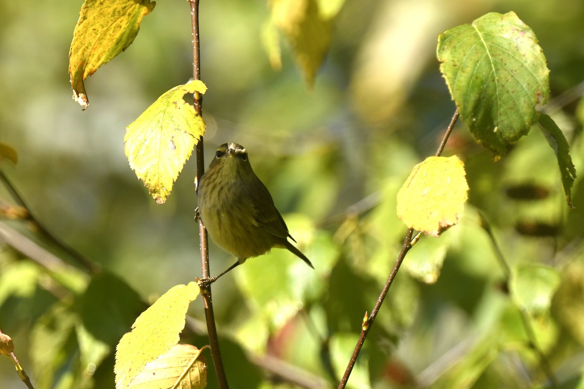 Palm Warbler - ML642773173