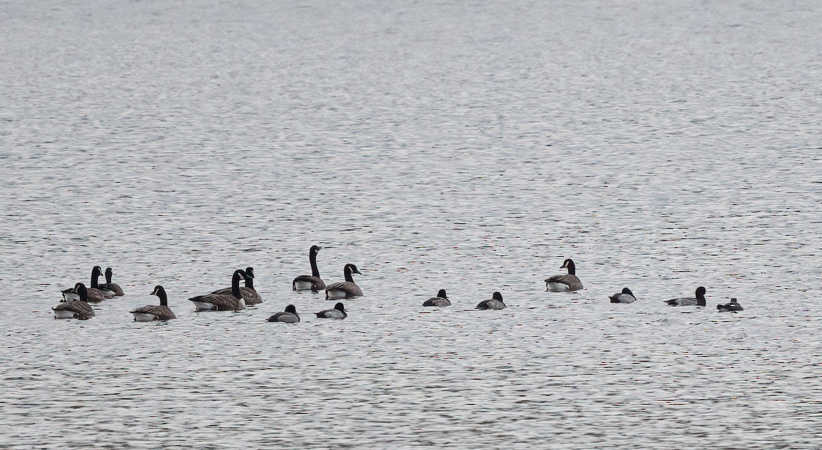 Greater/Lesser Scaup - ML642773195