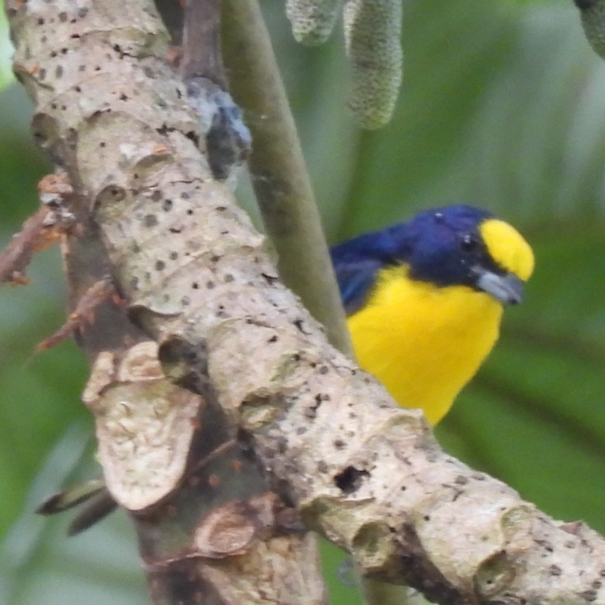 Thick-billed Euphonia - ML642773199