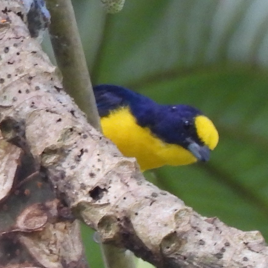 Thick-billed Euphonia - ML642773200