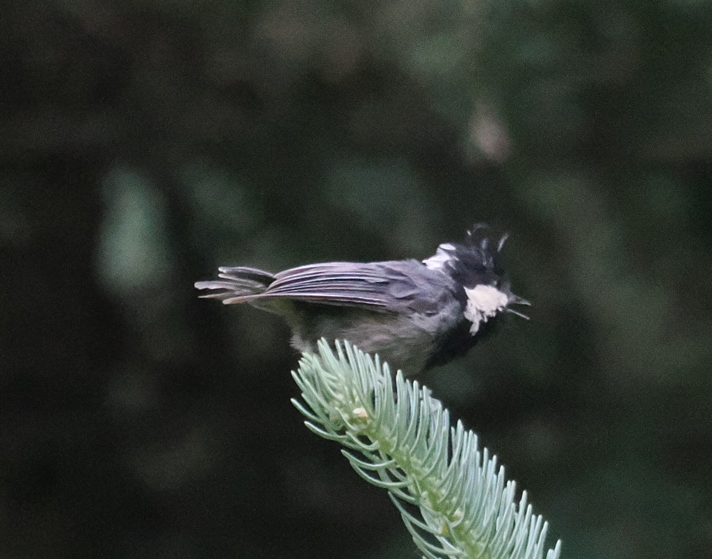 Rufous-vented Tit - ML642773219