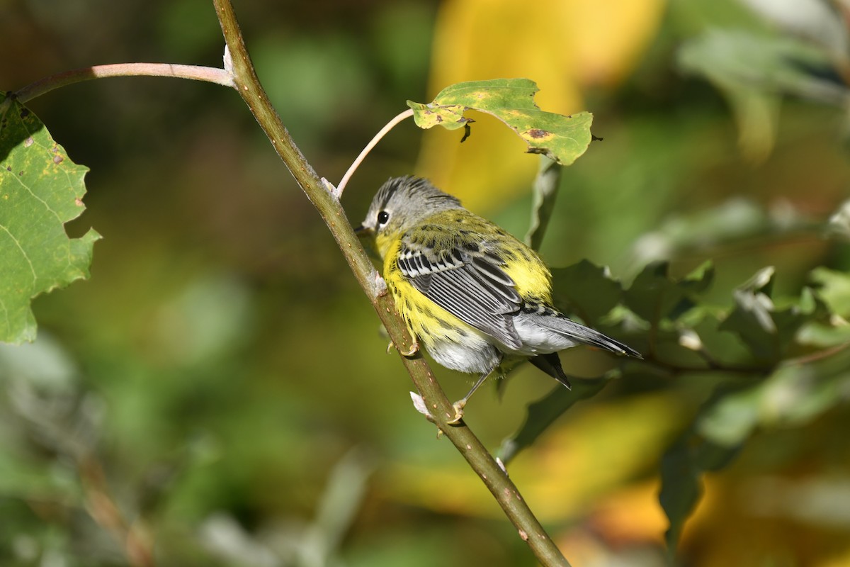 Magnolia Warbler - ML642773220