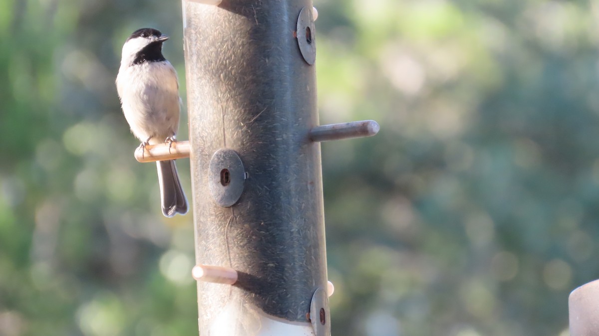 Carolina Chickadee - ML642773231
