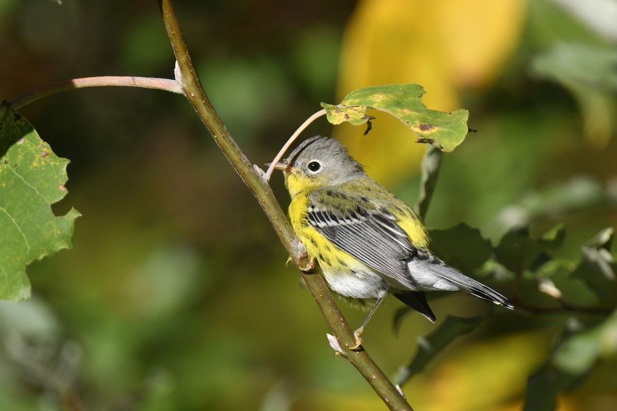 Magnolia Warbler - ML642773256