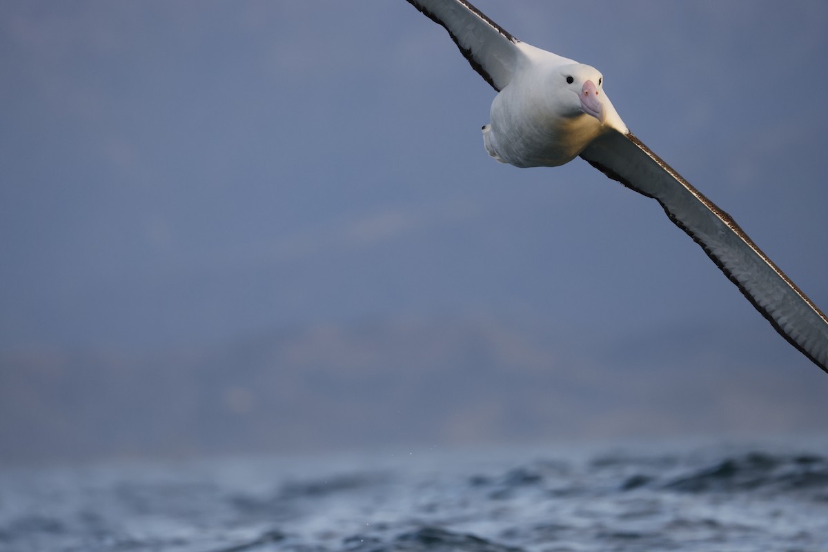 Northern Royal Albatross - ML642773260