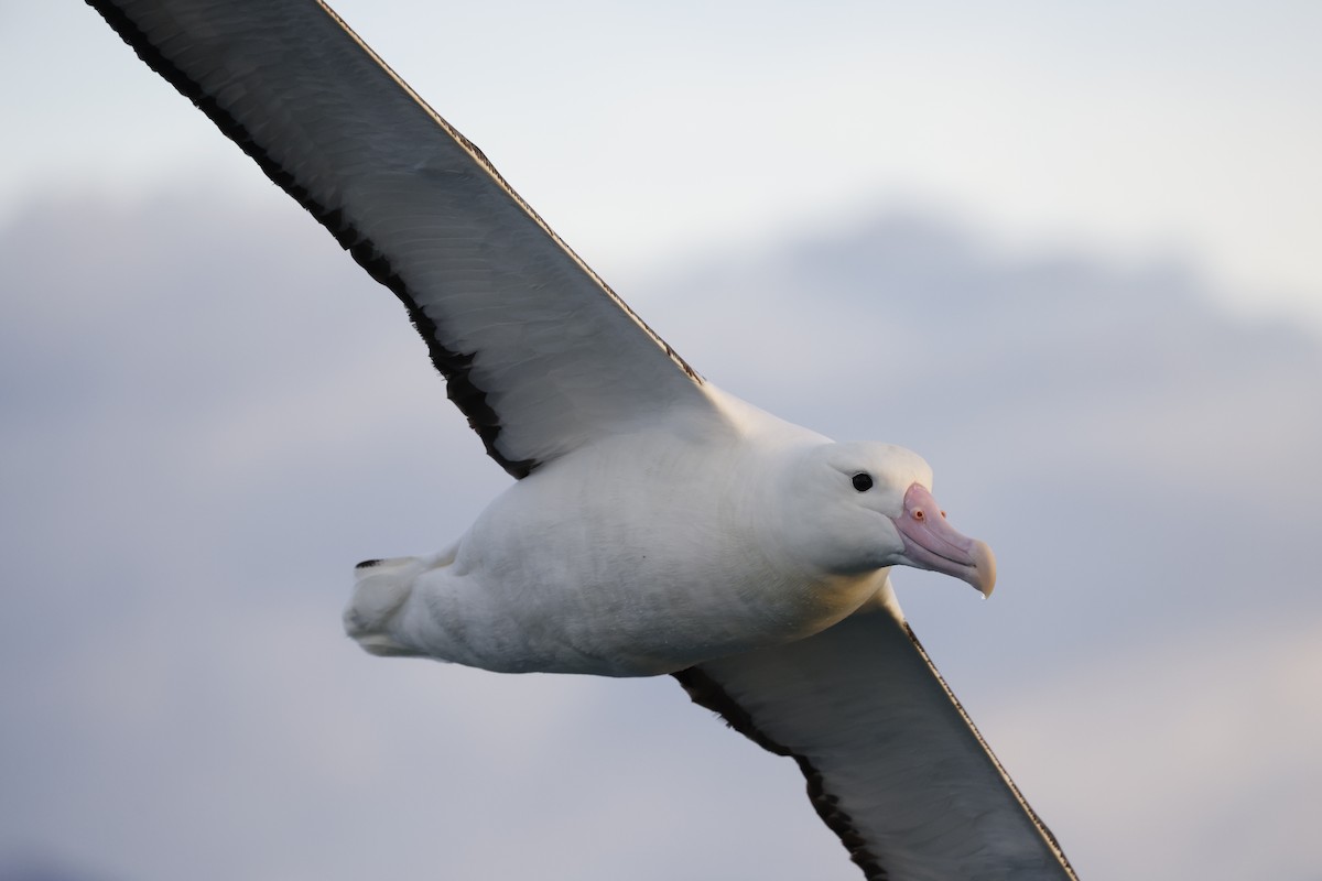 Northern Royal Albatross - ML642773266