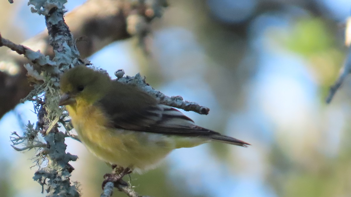 Lesser Goldfinch - ML642773289