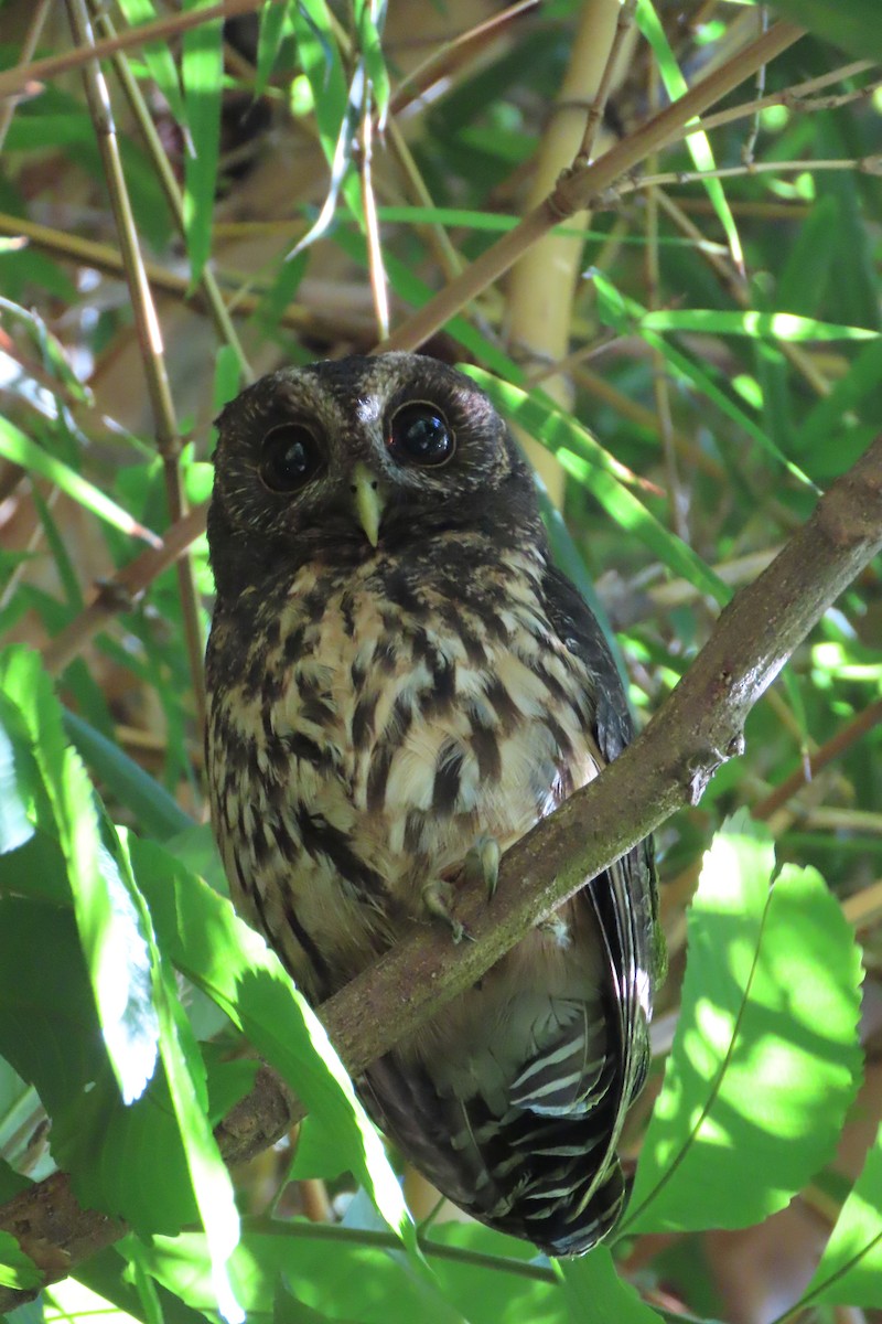 Mottled Owl - ML642773291