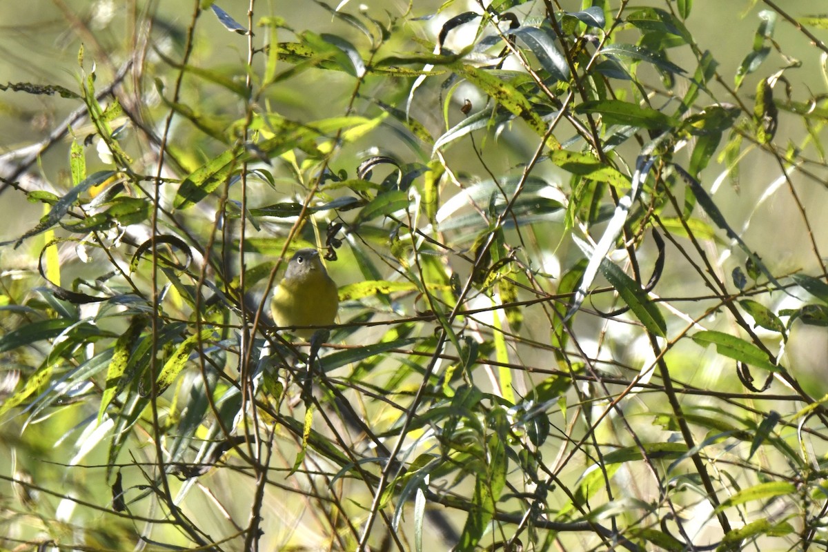 Nashville Warbler - ML642773293
