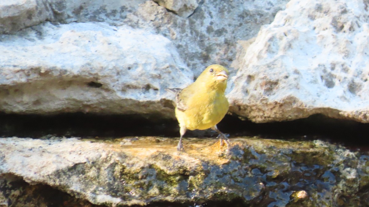 Summer Tanager - ML642773318