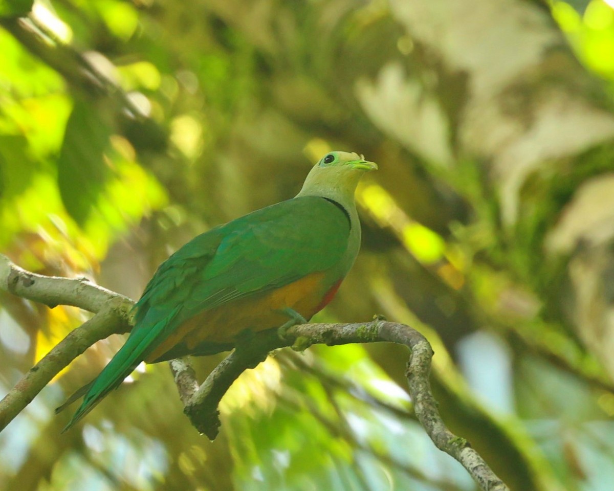 Scarlet-breasted Fruit-Dove - ML642773326