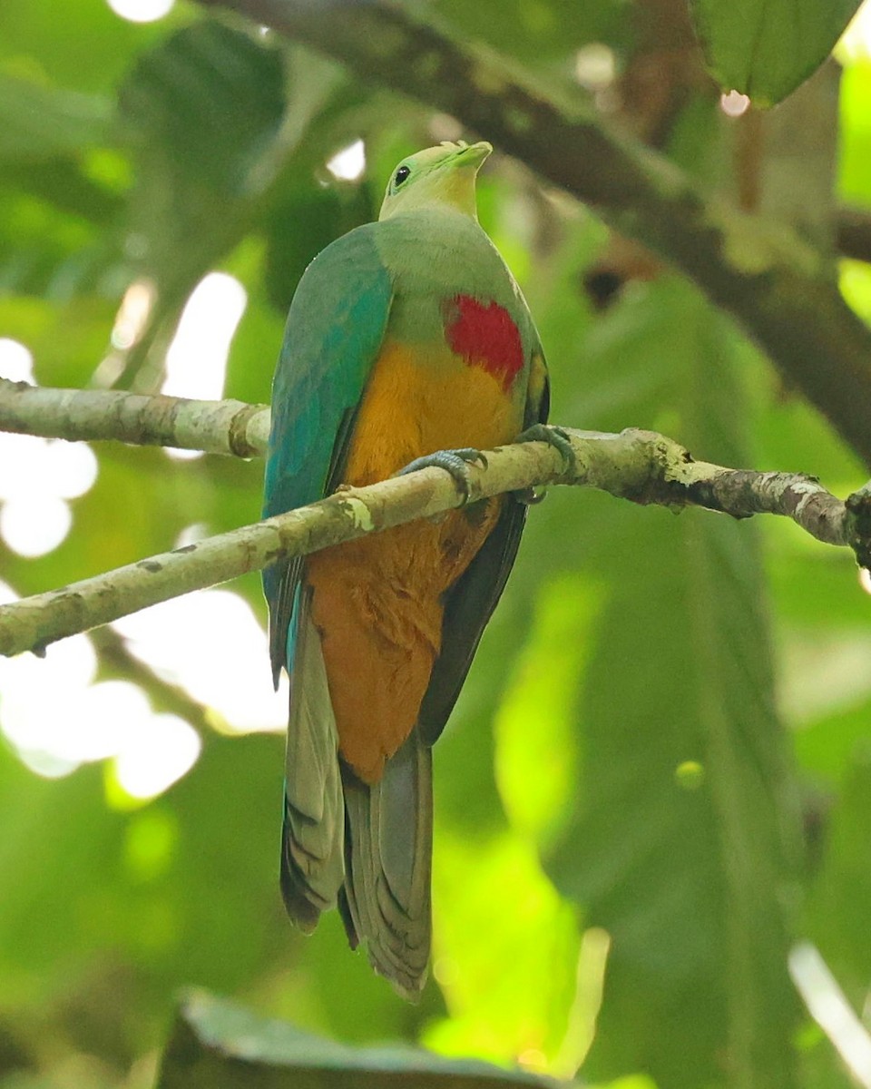 Scarlet-breasted Fruit-Dove - ML642773328
