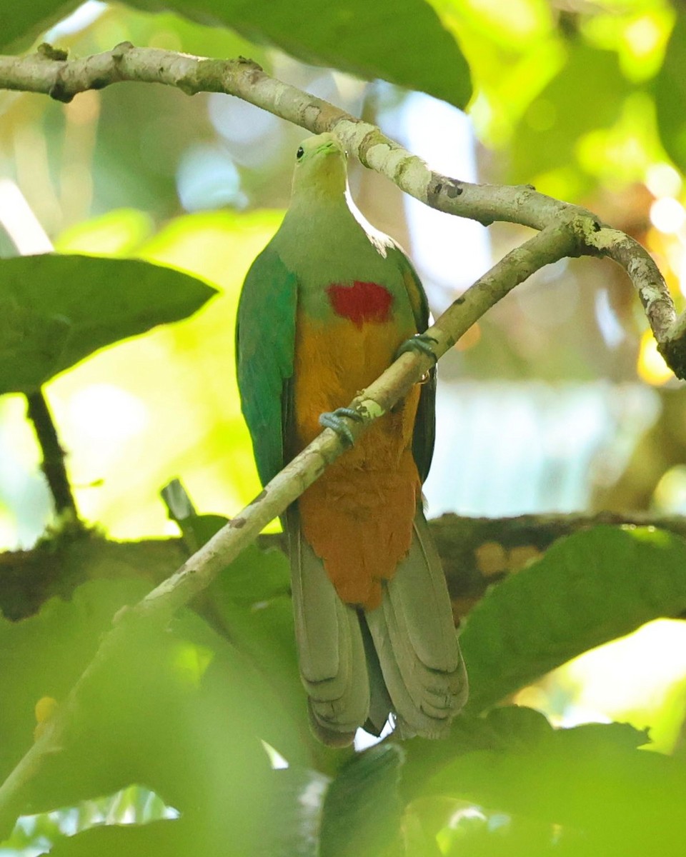 Scarlet-breasted Fruit-Dove - ML642773329