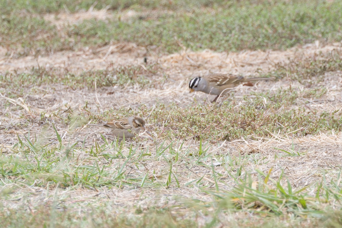 Clay-colored Sparrow - ML642773340