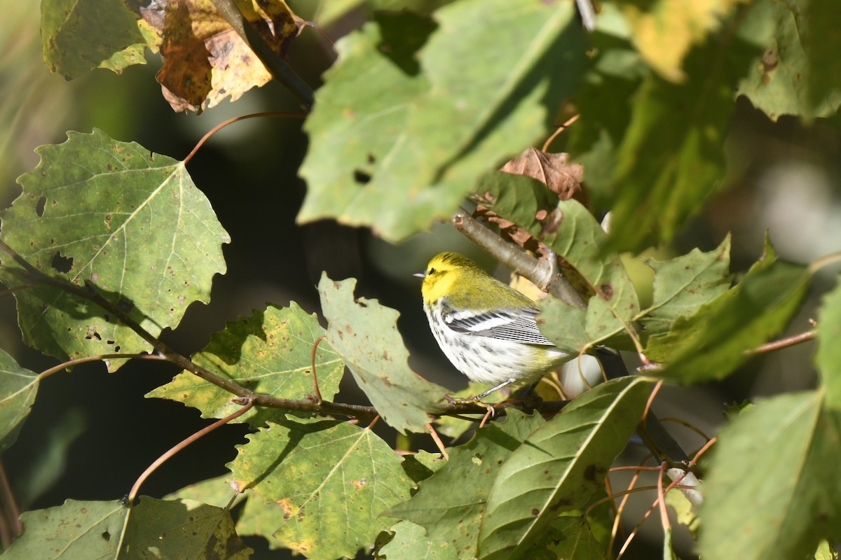 Black-throated Green Warbler - ML642773341
