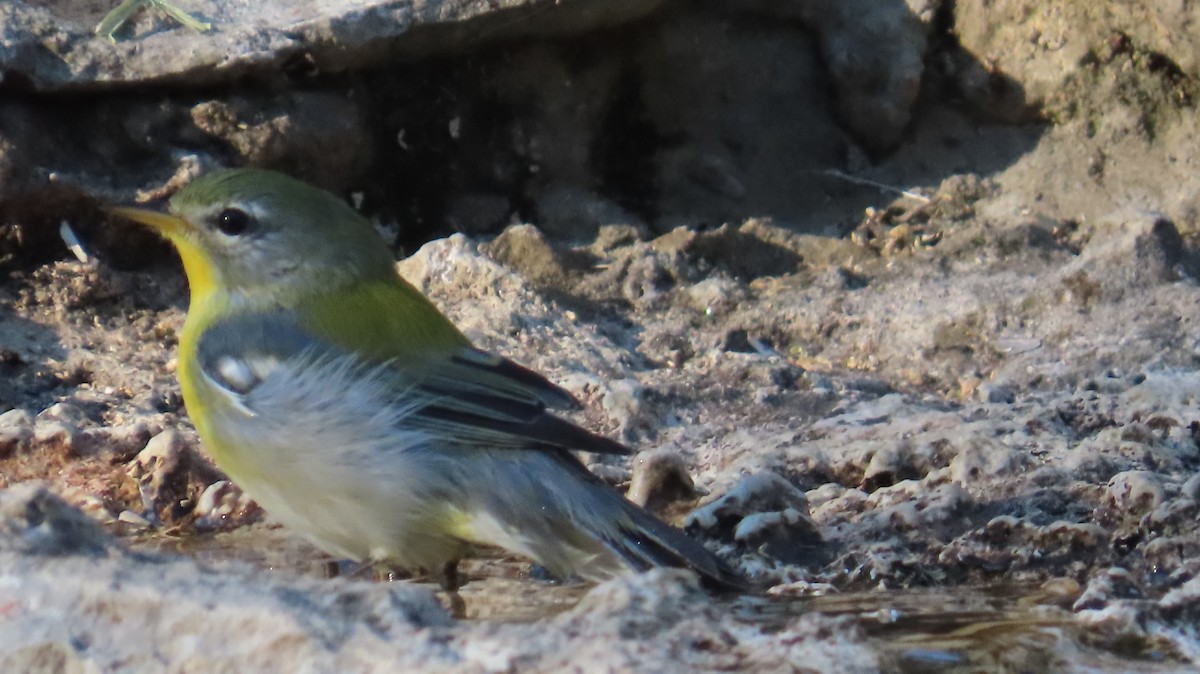 Northern Parula - ML642773358