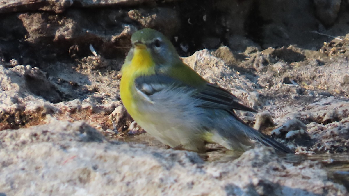 Northern Parula - ML642773360