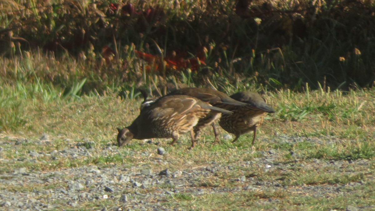 California Quail - ML642773368