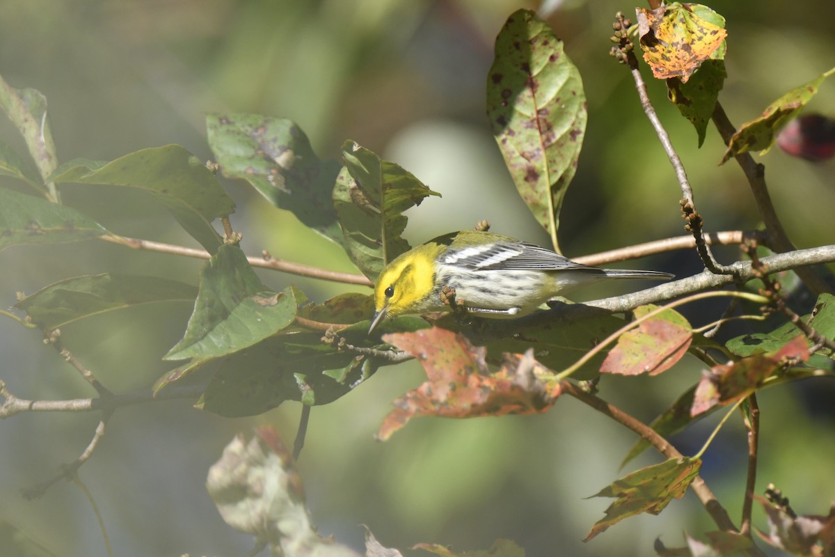 Black-throated Green Warbler - ML642773370