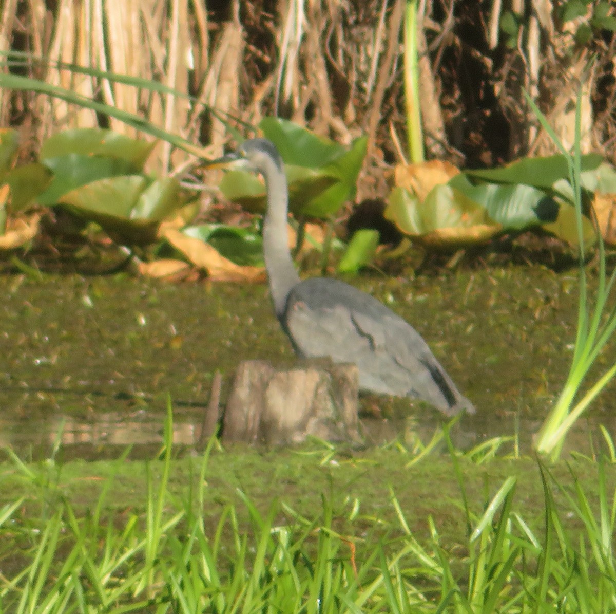 Great Blue Heron - ML642773386