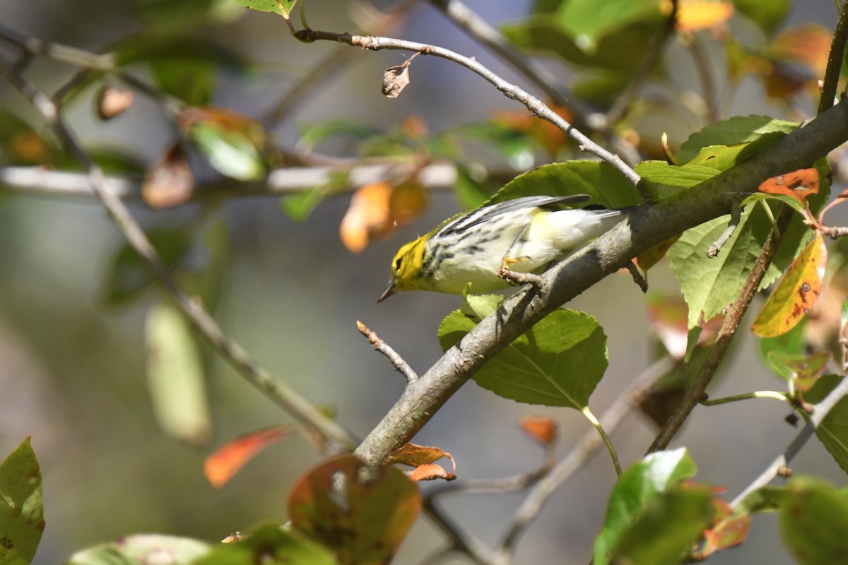 Black-throated Green Warbler - ML642773396