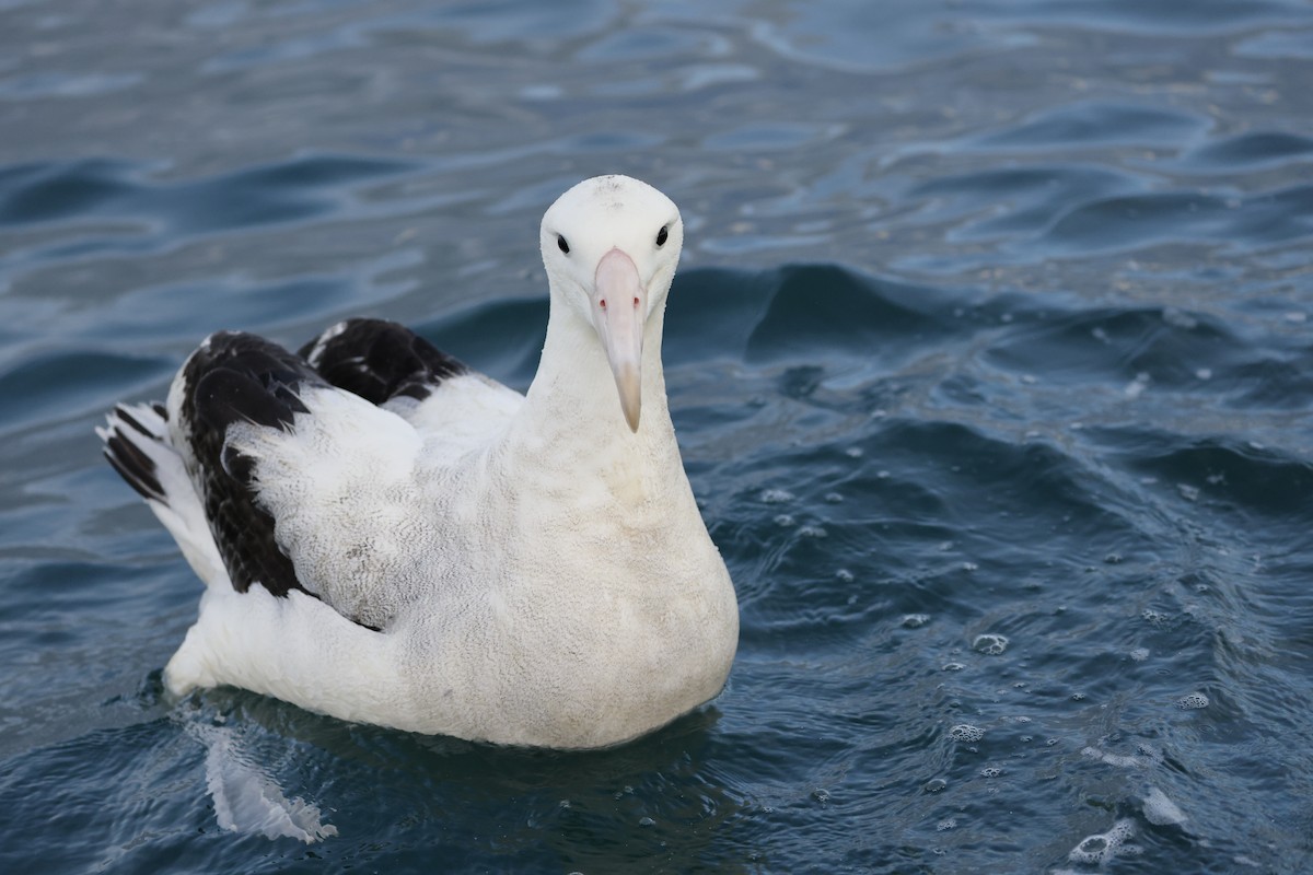 Antipodean Albatross (Gibson's) - ML642773399