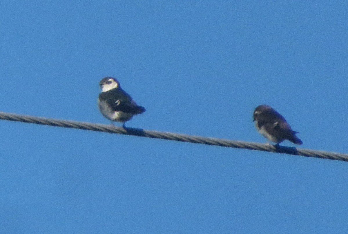 Violet-green Swallow - ML642773401
