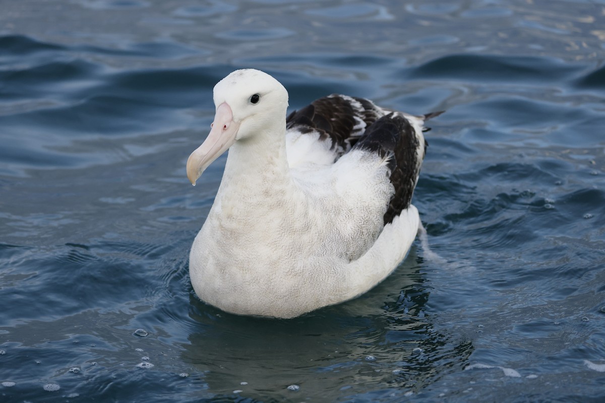 Antipodean Albatross (Gibson's) - ML642773402