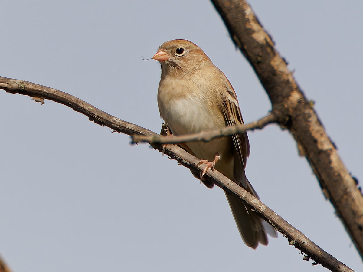 Field Sparrow - ML642773406