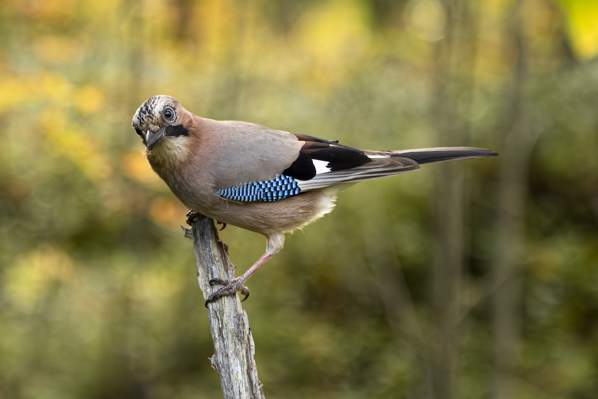 Eurasian Jay - ML642773408