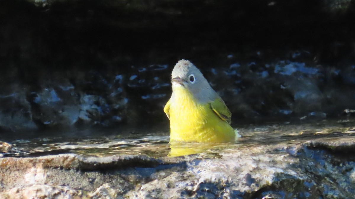Nashville Warbler - ML642773410
