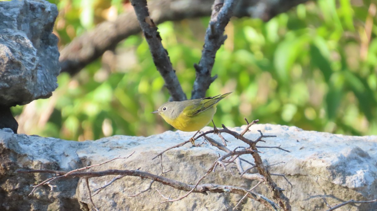 Nashville Warbler - ML642773411