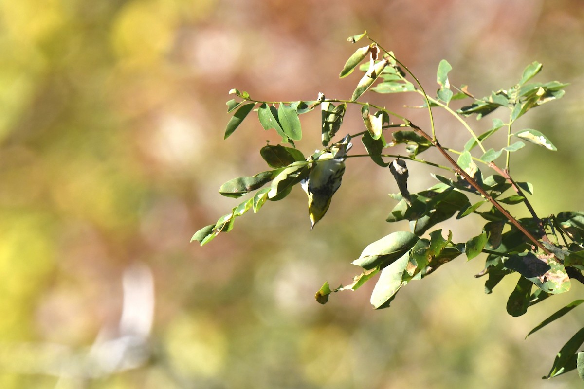 Black-throated Green Warbler - ML642773414