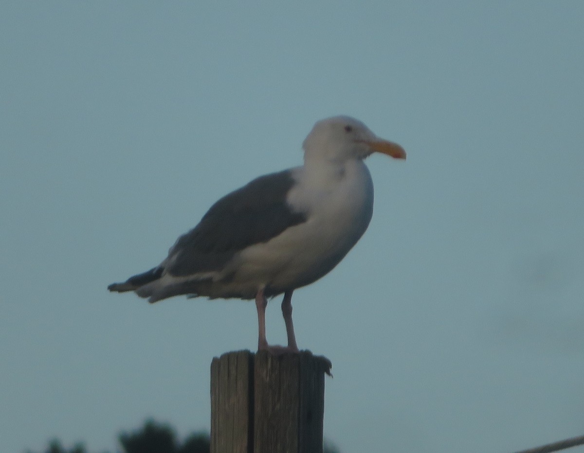Western Gull - ML642773421