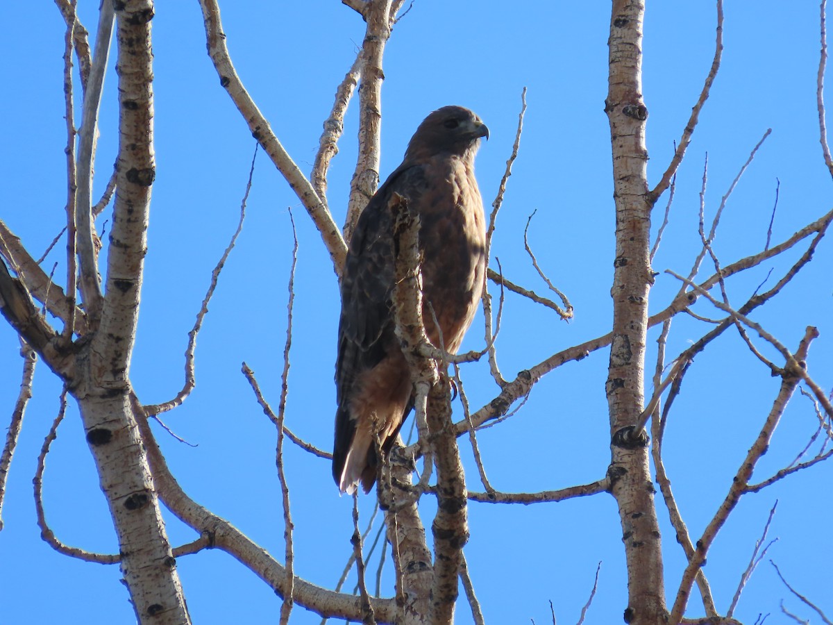 Rotschwanzbussard - ML642773428