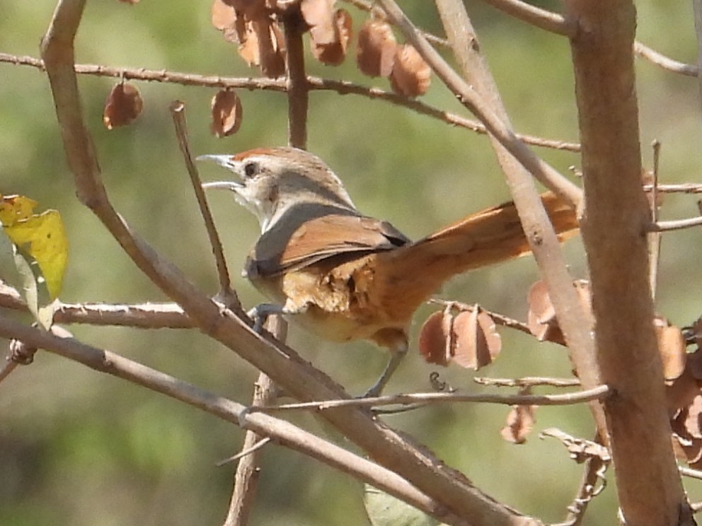 Rufous-fronted Thornbird - ML642773434
