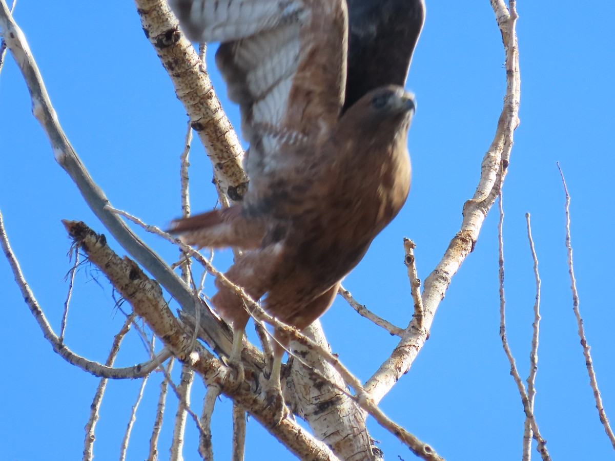 Rotschwanzbussard - ML642773440