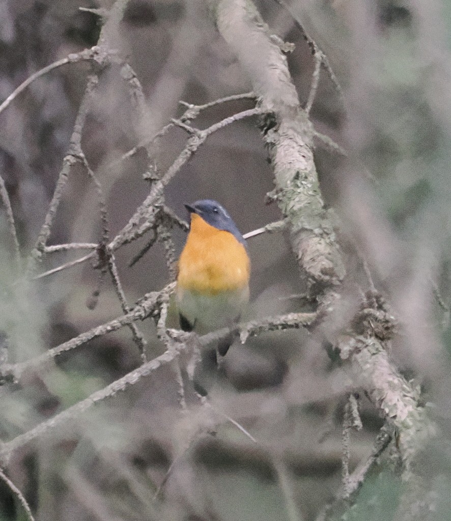 Slaty-backed Flycatcher - ML642773443