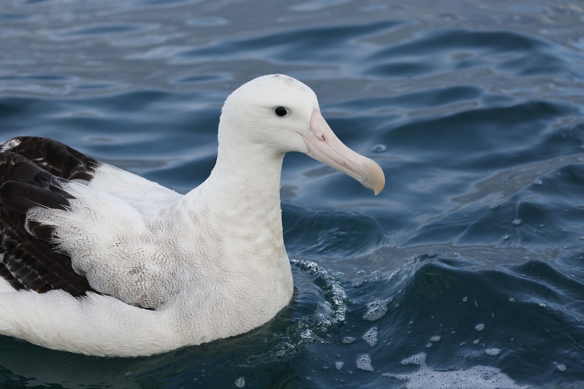 Antipodean Albatross (Gibson's) - ML642773448