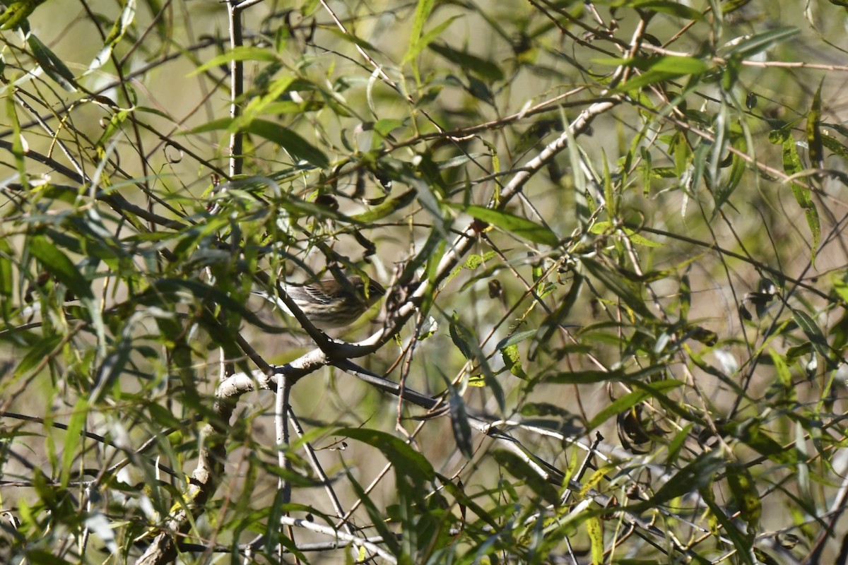 Yellow-rumped Warbler - ML642773449