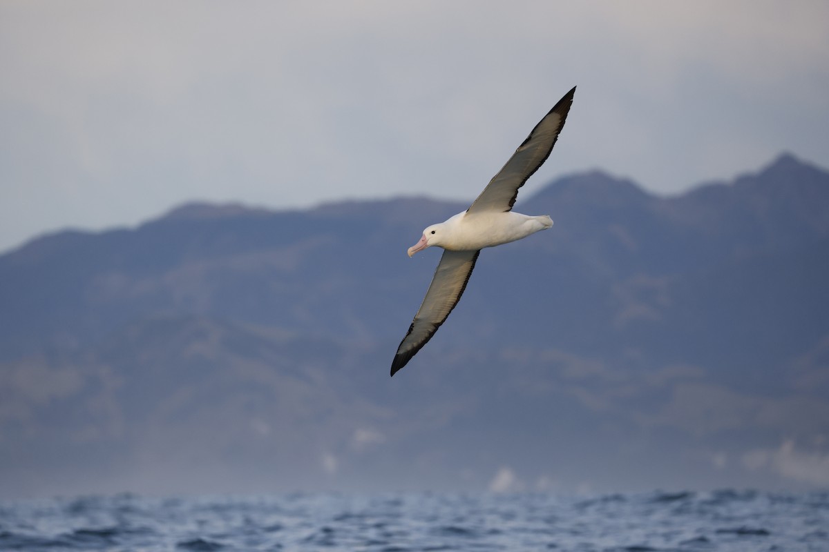 Northern Royal Albatross - ML642773454