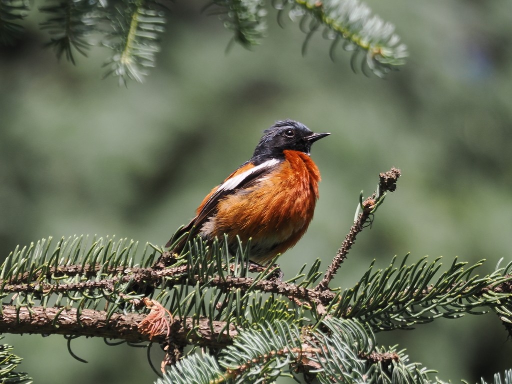 White-throated Redstart - ML642773460