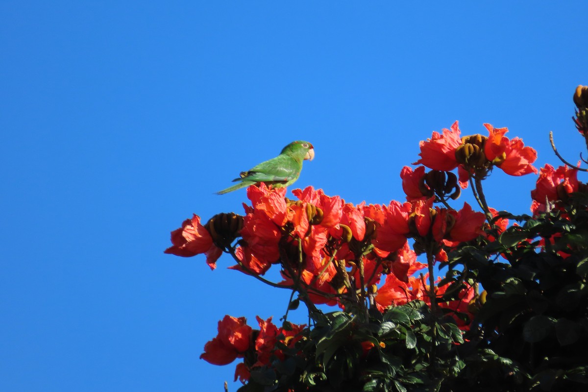 Crimson-fronted Parakeet - ML642773465