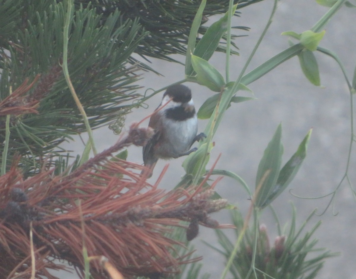 Chestnut-backed Chickadee - ML642773471