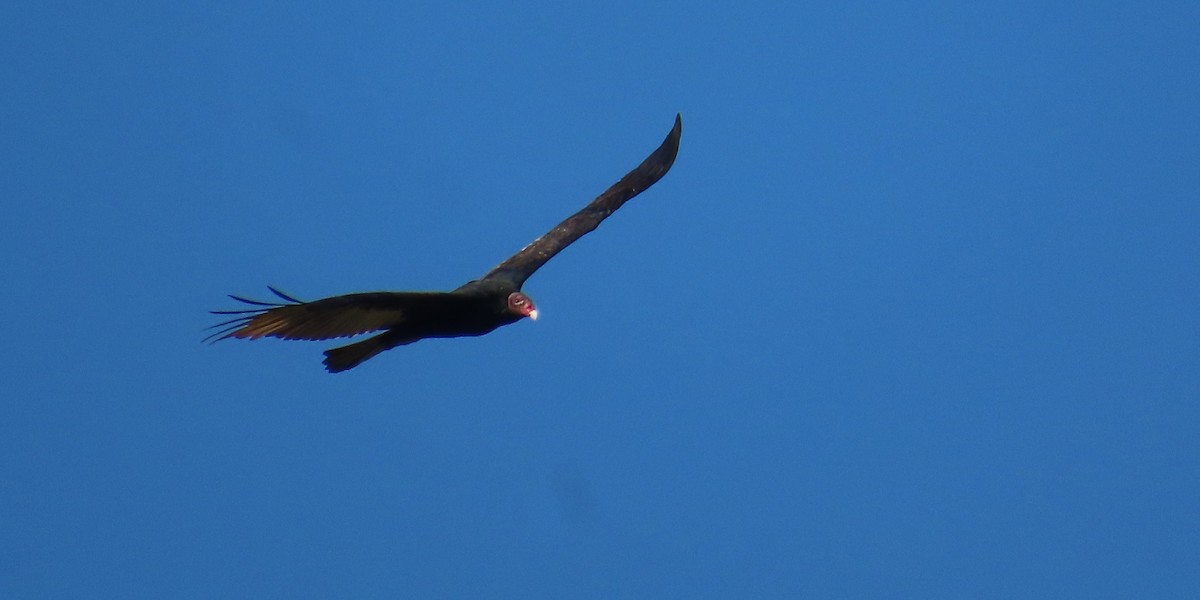Turkey Vulture - ML642773472