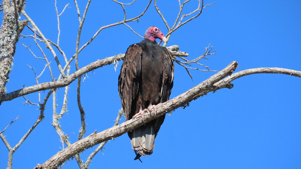 Turkey Vulture - ML642773474