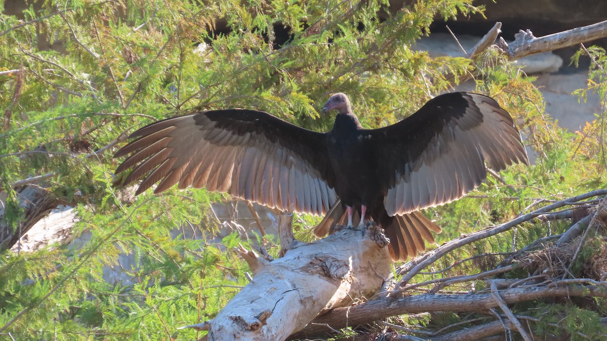 Turkey Vulture - ML642773476