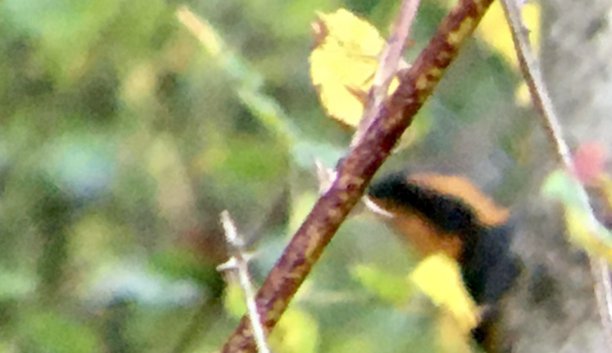 Varied Thrush - ML642773478