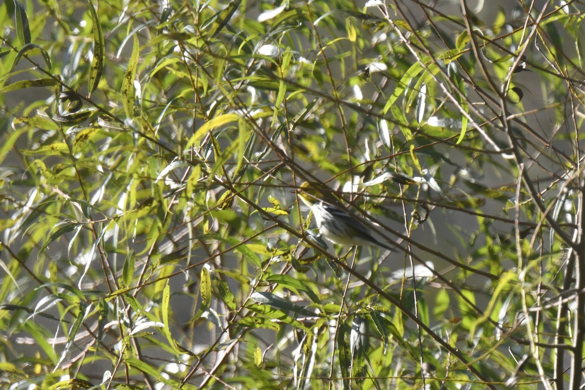 Black-throated Green Warbler - ML642773480