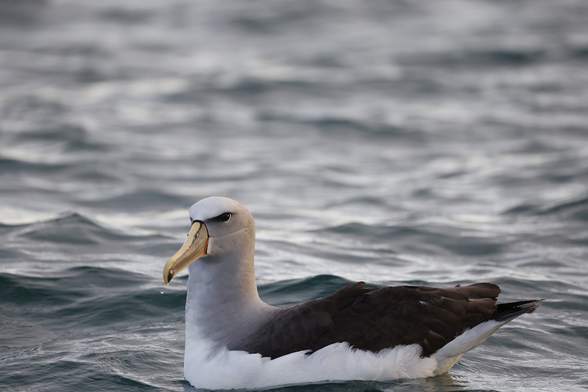 Salvin's Albatross - ML642773481